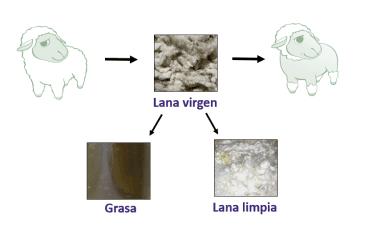 Proceso extraccion lanolina