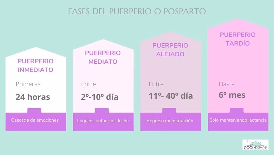 Fases del puerperio