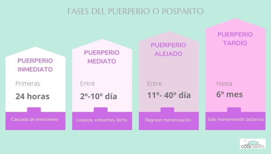 Fases del puerperio