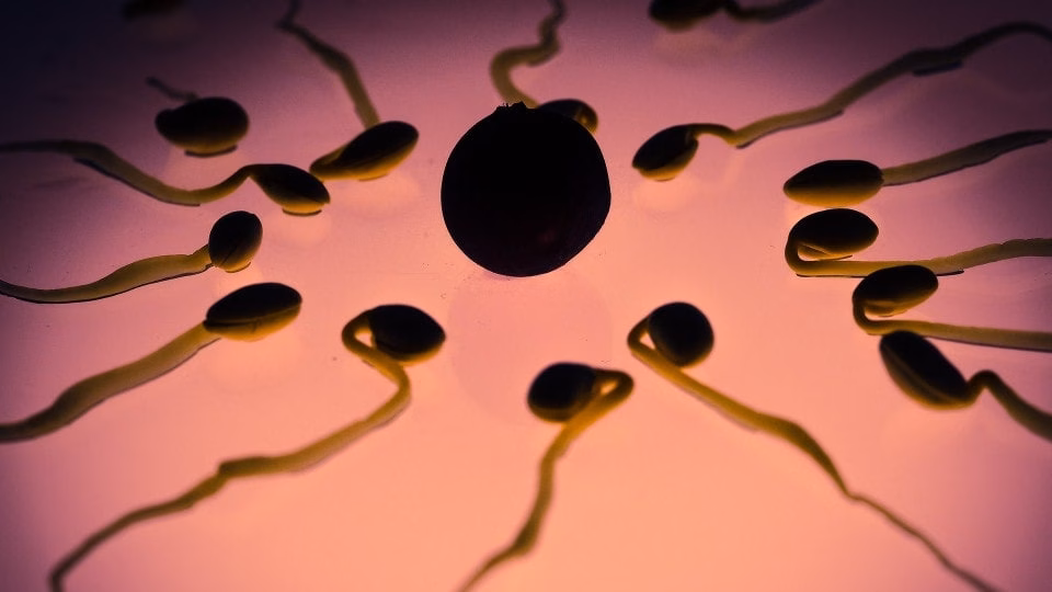 Días más fértiles para quedarse embarazada: crea tu calendario de fertilidad