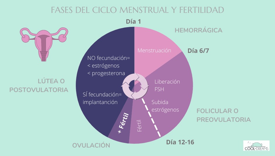 Días más fértiles en ciclo menstrual