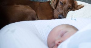 Perros y recién nacidos blog de Cool Dreams