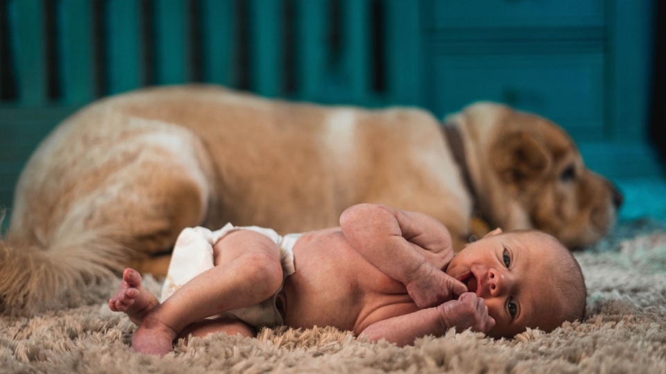 Encuentro entre perros y recién nacidos