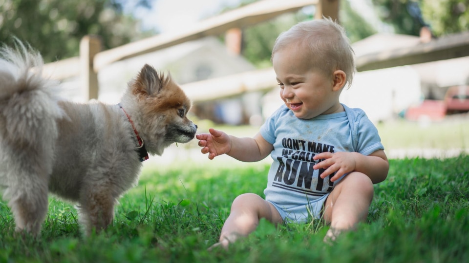 Precauciones con perros y recién nacidos