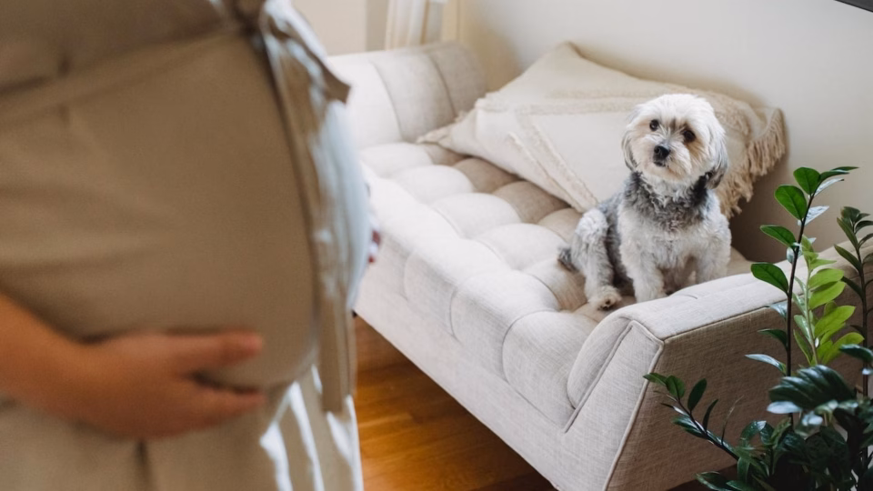 El comportamiento de los perros con embarazadas
